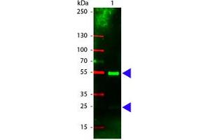 Image no. 1 for Rabbit anti-Pig IgG (Whole Molecule) antibody (Rhodamine) (ABIN301120) (Kaninchen anti-Schwein IgG (Whole Molecule) Antikörper (Rhodamine))