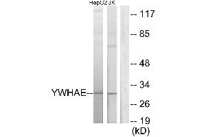 Western blot analysis of extracts from HepG2 cells and Jurkat cells, using 14-3-3 ε antibody. (YWHAE Antikörper)