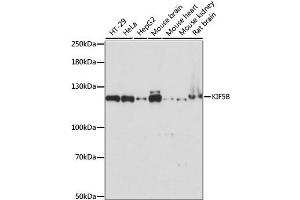 Western blot analysis of extracts of various cell lines, using KIF5B antibody. (KIF5B Antikörper)