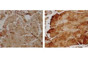 Immunohistochemistry analysis using Rabbit Anti-SOD2 Polyclonal Antibody . (SOD2 Antikörper  (Atto 488))