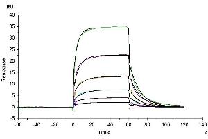 Surface Plasmon Resonance (SPR) image for delta-Like 4 (DLL4) (AA 27-524) protein (Fc Tag) (ABIN7274485)