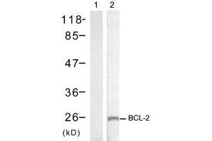 Western blot analysis of extracts from MCF7 cells using BCL-2 (Ab-70) antibody (E021060). (Bcl-2 Antikörper)