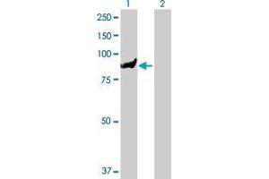 Lane 1: TTC7B transfected lysate ( 94. (TTC7B 293T Cell Transient Overexpression Lysate(Denatured))