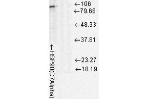 Western Blot analysis of Rat cell lysates showing detection of Hsp90 protein using Mouse Anti-Hsp90 Monoclonal Antibody, Clone D7Alpha . (HSP90 Antikörper  (PE))