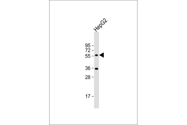 CYP7A1 Antikörper  (C-Term)