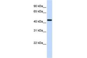 Image no. 1 for anti-Coagulation Factor II (thrombin) Receptor (F2R) (AA 51-100) antibody (ABIN6743587) (PAR1 Antikörper  (AA 51-100))