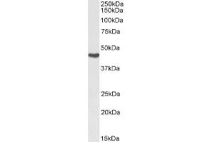 Biotinylated ABIN5539685 (0. (ASS1 Antikörper  (Internal Region) (Biotin))