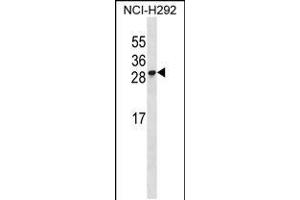 Western blot analysis in NCI-H292 cell line lysates (35ug/lane). (RFESD Antikörper  (AA 78-107))