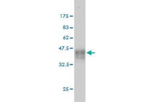 Neurofibromin 1 Antikörper  (AA 2719-2818)