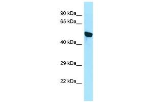 WB Suggested Anti-WDR18 Antibody Titration: 1. (WDR18 Antikörper  (N-Term))