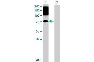 Lane 1: STXBP1 transfected lysate ( 68. (STXBP1 293T Cell Transient Overexpression Lysate(Denatured))