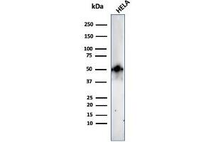 Western Blotting (WB) image for anti-Forkhead Box A1 (FOXA1) (AA 372-472) antibody (ABIN6939657)