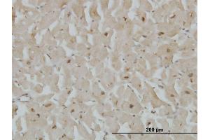 Immunostaining (ISt) image for anti-Cytoglobin (CYGB) (AA 1-190) antibody (ABIN566715)