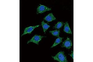 Immunofluorescence (IF) image for anti-Lecithin-Cholesterol Acyltransferase (LCAT) antibody (ABIN3004355) (LCAT Antikörper)