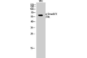 Western Blot analysis of VEC cells using Phospho-Smad2/3 (T8) Polyclonal Antibody. (Smad2/3 Antikörper  (pThr8))