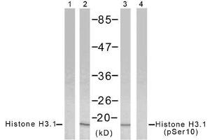 Western blot analysis of extract from HeLa cells using Histone H3. (Histone H3.1 Antikörper  (pSer10))