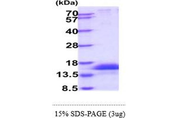 Integrin beta 4 Protein (ITGB4) (AA 28-710) (His tag)