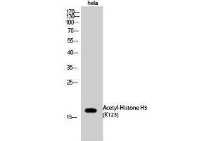 Western Blotting (WB) image for anti-Histone 3 (H3) (acLys123) antibody (ABIN3188007) (Histone 3 Antikörper  (acLys123))