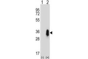 Western Blotting (WB) image for anti-CD27 Molecule (CD27) antibody (ABIN2997506) (CD27 Antikörper)