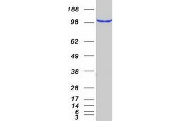 C9orf86 Protein (Myc-DYKDDDDK Tag)