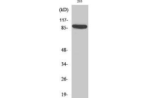 Western Blot analysis of various cells using IL-4Rα Polyclonal Antibody diluted at 1:2000. (IL4 Receptor Antikörper)