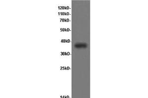 Western Blot analysis of Rat kidney tissue using CD68 Polyclonal Antibody at dilution of 1:600 (CD68 Antikörper)