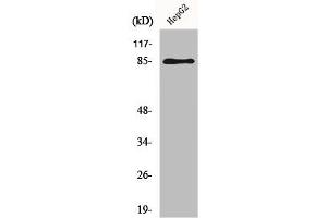 Western Blot analysis of HepG2 cells using GIT2 Polyclonal Antibody (GIT2 Antikörper  (Internal Region))