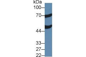 Western blot analysis of Mouse Liver lysate, using Human ACOX1 Antibody (2 µg/ml) and HRP-conjugated Goat Anti-Rabbit antibody ( (ACOX1 Antikörper  (AA 210-409))