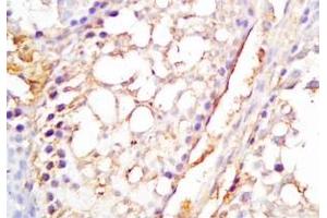 Mouse testis tissue was stained by Rabbit Anti-INSL6 C Peptide (Human) Antibody (INSL6 Antikörper  (Preproprotein))