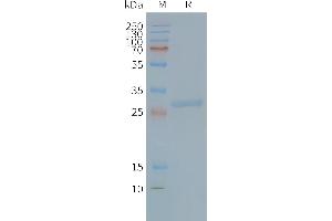 Tspan-8 Protein