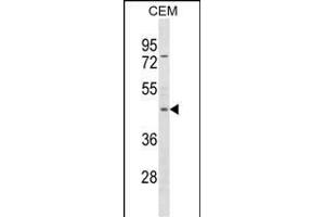 FOXP3 Antibody (C-term ) (ABIN1537275 and ABIN2850158) western blot analysis in CEM cell line lysates (35 μg/lane). (FOXP3 Antikörper  (C-Term))