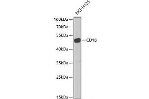 Western blot analysis of extracts of NCI-H125 cells using CD1B Polyclonal Antibody at dilution of 1:1000. (CD1b Antikörper)