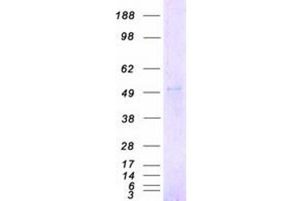 CHRNA2 Protein (Myc-DYKDDDDK Tag)