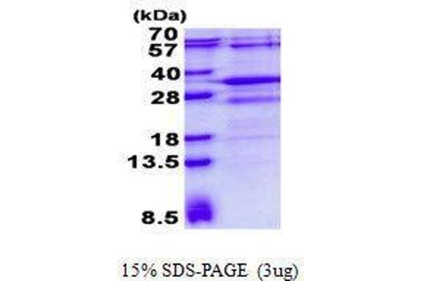 RSG1 Protein