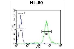 T131L Antibody (C-term) (ABIN651155 and ABIN2840102) flow cytometric analysis of HL-60 cells (right histogram) compared to a negative control cell (left histogram). (TMEM131L Antikörper  (C-Term))