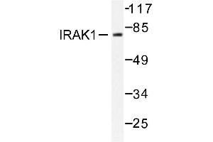 Image no. 1 for anti-Interleukin-1 Receptor-Associated Kinase 1 (IRAK1) antibody (ABIN272026) (IRAK1 Antikörper)