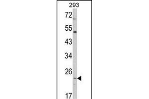 Western blot analysis of ATP5O Antibody (N-term) (ABIN652503 and ABIN2842338) in 293 cell line lysates (35 μg/lane). (ATP5O Antikörper  (N-Term))