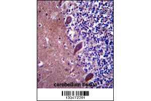TTC13 Antibody immunohistochemistry analysis in formalin fixed and paraffin embedded human cerebellum tissue followed by peroxidase conjugation of the secondary antibody and DAB staining. (TTC13 Antikörper  (N-Term))