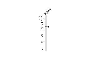 Western blot analysis of lysate from human brain tissue lysate, using Syncytin(ERVWE1) Antibody (ABIN389173 and ABIN2839338). (HERV (ERVWE1) (AA 400-429) Antikörper)