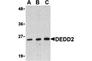 Western Blotting (WB) image for anti-Death Effector Domain Containing 2 (DEDD2) (N-Term) antibody (ABIN1031349) (DEDD2 Antikörper  (N-Term))