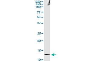 Immunoprecipitation (IP) image for anti-Thioredoxin (TXN) (AA 1-105) antibody (ABIN563300)