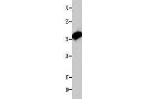 Western Blotting (WB) image for anti-COP9 Constitutive Photomorphogenic Homolog Subunit 5 (Arabidopsis) (COPS5) antibody (ABIN2421762) (COPS5 Antikörper)