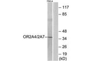 Western blot analysis of extracts from HeLa cells, using OR2A4/2A7 Antibody. (OR2A4/7 (AA 231-280) Antikörper)