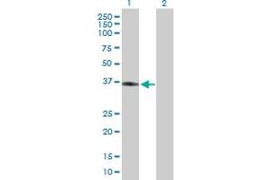 Western Blot analysis of APOL2 expression in transfected 293T cell line by APOL2 MaxPab polyclonal antibody. (Apolipoprotein L 2 Antikörper  (AA 1-337))