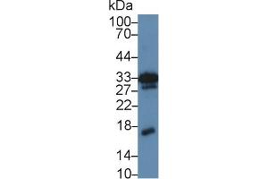 Western blot analysis of Mouse Kidney lysate, using Mouse MK Antibody (5 µg/ml) and HRP-conjugated Goat Anti-Rabbit antibody ( (Midkine Antikörper  (AA 22-140))