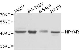 Western blot analysis of extracts of various cell lines, using NPY4R antibody. (NPY4R Antikörper)
