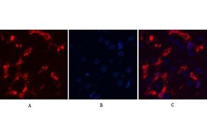 Immunofluorescence analysis of human liver tissue. (alpha-SMA Antikörper)