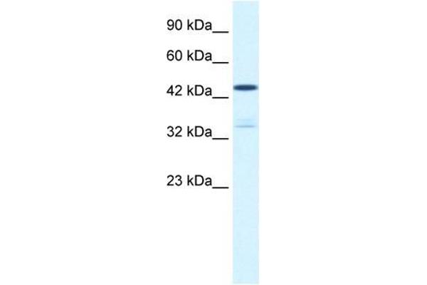 KCNAB3 Antikörper  (N-Term)