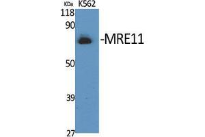 Western Blot (WB) analysis of specific cells using MRE11 Polyclonal Antibody. (Mre11 Antikörper  (Ser916))