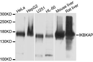 Western blot analysis of extracts of various cell lines, using IKBKAP antibody (ABIN6003825) at 1/1000 dilution. (IKAP/p150 Antikörper)